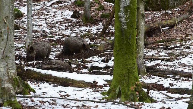 Three wild boars (Sus scrofa) foraging in the snow by upturning the soil in forest in winter