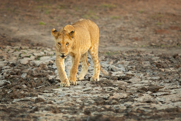 Lion taken in Tanzania