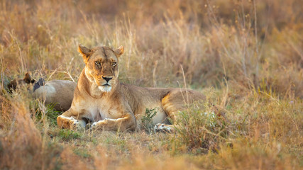 Lion taken in Tanzania