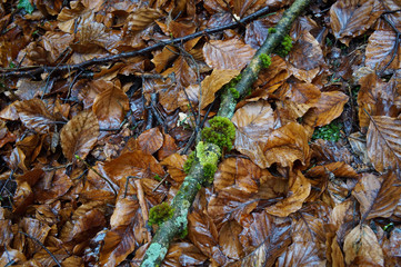 Schöner Waldboden mit Moos und Flechten
