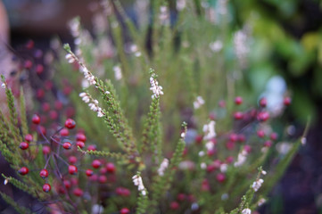 Close-up im Garten