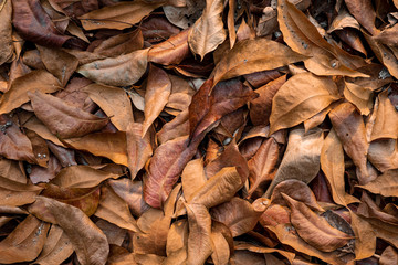 Autumn background bunch of brown leaves falling in floor