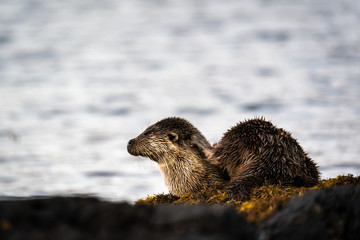 Female European Otter (Lutra lutra) resting on the loch shore