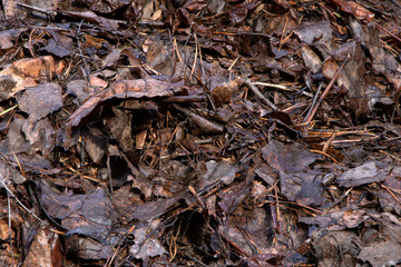 A pile of old fallen leaves. Dry, brown leaves on the ground. Wet leaves.