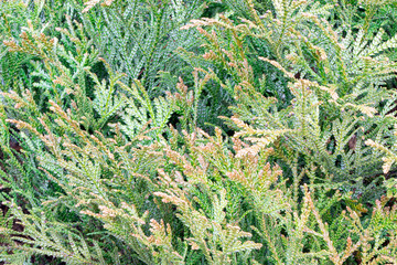 Branch of thuja texture, background. Growing western thuja. Twigs of thuja.