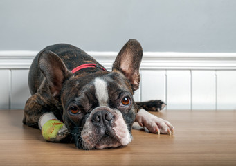 Boston terrier dog with injury and bandage in paw lying down and resting with sad face