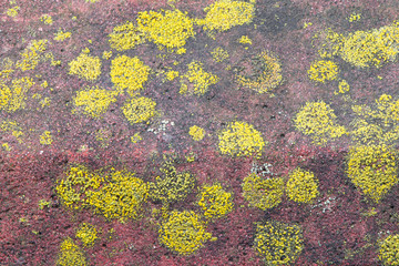Lichen on a stone. Wild mushrooms growing on stone. Fungus  on a rock. Parietina xanthoria colonies. Moss.