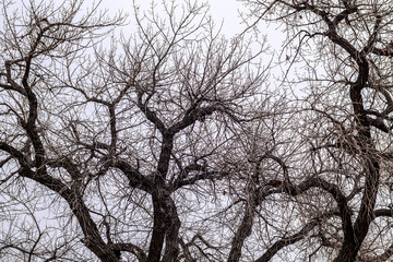 Bare tree branches on the background of cloudy sky