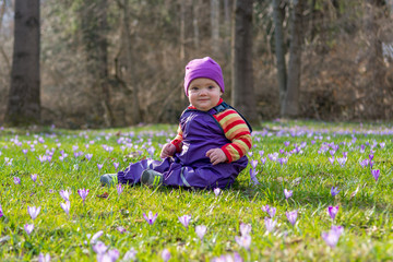 Cute baby girl sitting in a spring meadow full of violet saffron flowers.