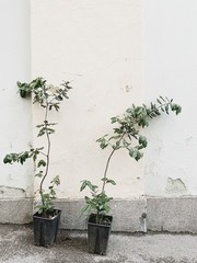 Fototapeta na wymiar Minimal greenery concept. Beautiful green plant in pots against white wall.