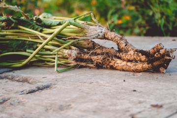  Horseradish root freshly grown, photo.Landscape.