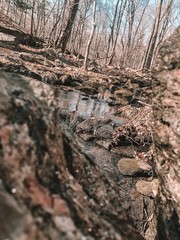 stream in forest