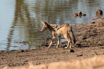 Chacal à chabraque, Canis mesomelas, Afrique