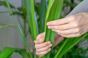 girl's hands close up touch, examine the leaves of the Yucca houseplant . care of indoor flowers.