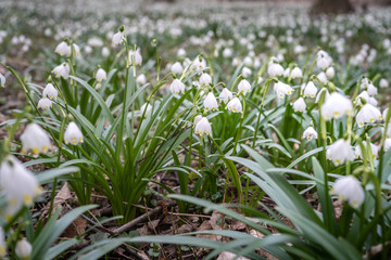 Delicate flower Spring snowflake (Leucojum vernum), perennial bulbous flowering plant species in the family Amaryllidaceae. Carpet of blooming wildflowers in a floodplain forest. Spring concept