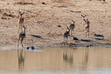 Impala, male, femelle, Aepyceros melampus