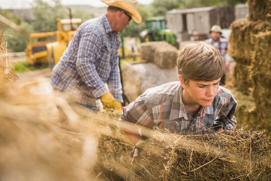 Ranchers stacking hay bales. Bridger, Montana, USA