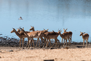 Impala, femelle, Aepyceros melampus