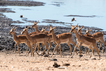 Impala, femelle, Aepyceros melampus