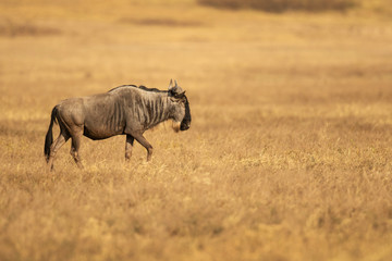 Fototapeta premium blue wildebeest (Connochaetes taurinus), also called the common wildebeest, white-bearded wildebeest, or brindled gnu