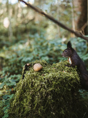 Eichhörnchen - Squirrel