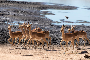 Fototapeta na wymiar Impala, femelle, Aepyceros melampus