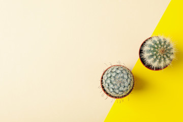 Cacti in pots on two tone background, top view