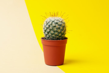 Cacti in pots on two tone background, space for text