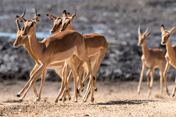 Impala, femelle, male, Aepyceros melampus