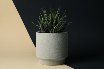 Succulent plant in pot on two tone background, space for text - Powered by Adobe