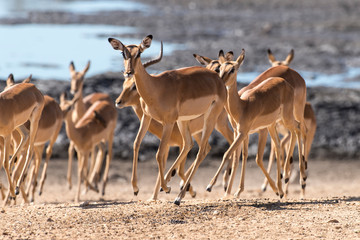 Fototapeta na wymiar Impala, femelle, male, Aepyceros melampus