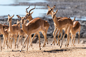 Fototapeta na wymiar Impala, femelle, male, Aepyceros melampus