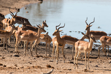 Naklejka na ściany i meble Impala, femelle, male, Aepyceros melampus
