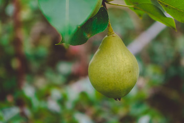 A large large ripe green pear grows on a branch of a pear tree in the garden. Close- up, photo.Landscape.Background.