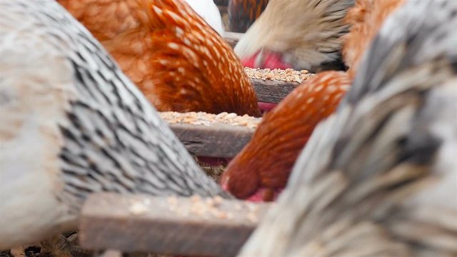 Chickens eat grain in a manger. Country yard. Close-up