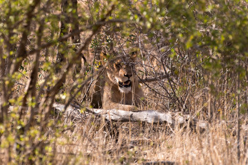 lion, femelle, lionne, Panthera leo, Afrique