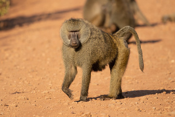 Olive baboon (Papio anubis), also called the Anubis baboon, is a member of the family...