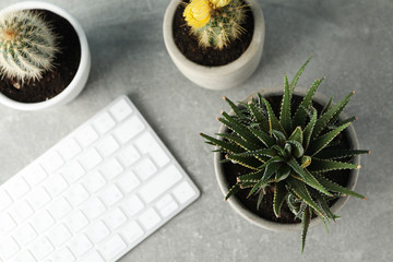 Succulent plants and keyboard on grey background, top view. Houseplant
