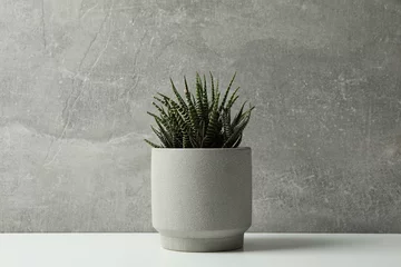 Fototapete Toilette Succulent plant in pot on grey background, space for text  © Atlas