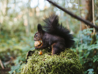 Eichhörnchen - Squirrel