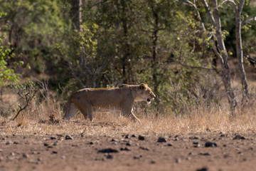 lion, femelle, lionne, Panthera leo, Afrique