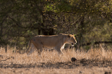 lion, femelle, lionne, Panthera leo, Afrique