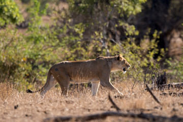 lion, femelle, lionne, Panthera leo, Afrique