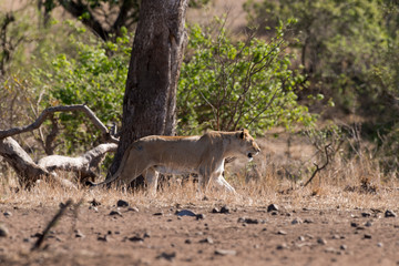 lion, femelle, lionne, Panthera leo, Afrique