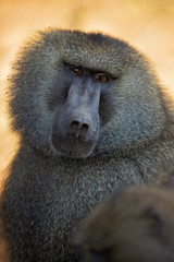 Olive baboon (Papio anubis), also called the Anubis baboon, is a member of the family Cercopithecidae (Old World monkeys).