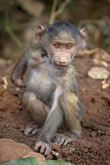 Olive baboon (Papio anubis), also called the Anubis baboon, is a member of the family Cercopithecidae (Old World monkeys).