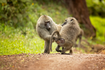 Olive baboon (Papio anubis), also called the Anubis baboon, is a member of the family Cercopithecidae (Old World monkeys).