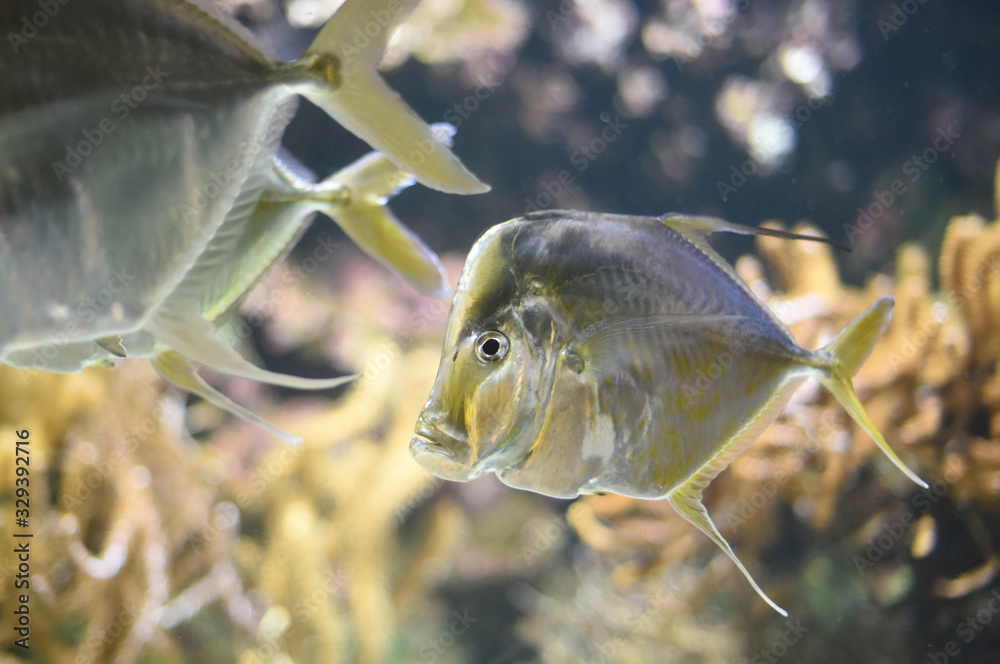 Wall mural exotic fish inside an aquarium