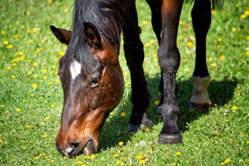 Horse in the field nibbling grass