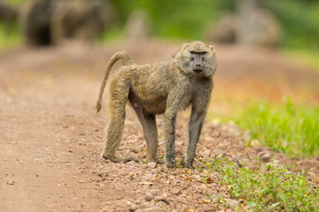 Naklejka na ściany i meble Olive baboon (Papio anubis), also called the Anubis baboon, is a member of the family Cercopithecidae (Old World monkeys).
